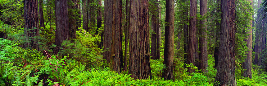 Forest scene showing tree trunks with plants covering the ground.