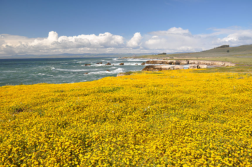 Field of yellow flowers on the coast