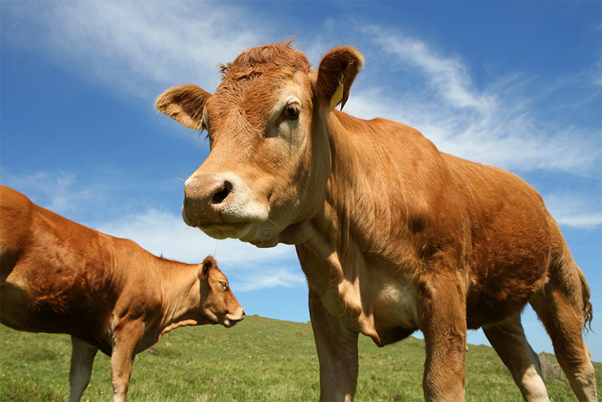 Two brown cows on a grassy field