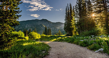 A mountain road cutting through trees with a mountain in the distance