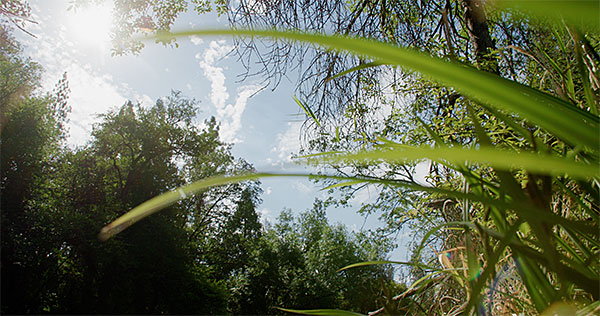 A blue sky wiht clouds viewed through plants and trees